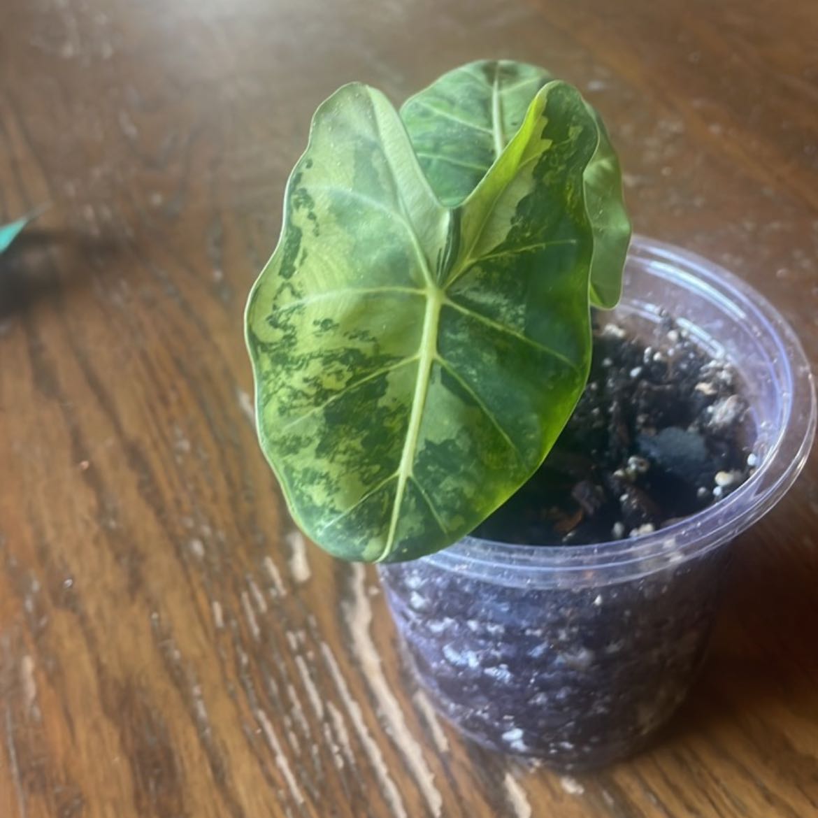 Photo of the plant species Alocadia Frydek Aurea by @MellowRedsage named Sahara on Greg, the plant care app