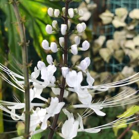 Photo of the plant species Cat's Whiskers by @DynamoStingray named Mochi on Greg, the plant care app