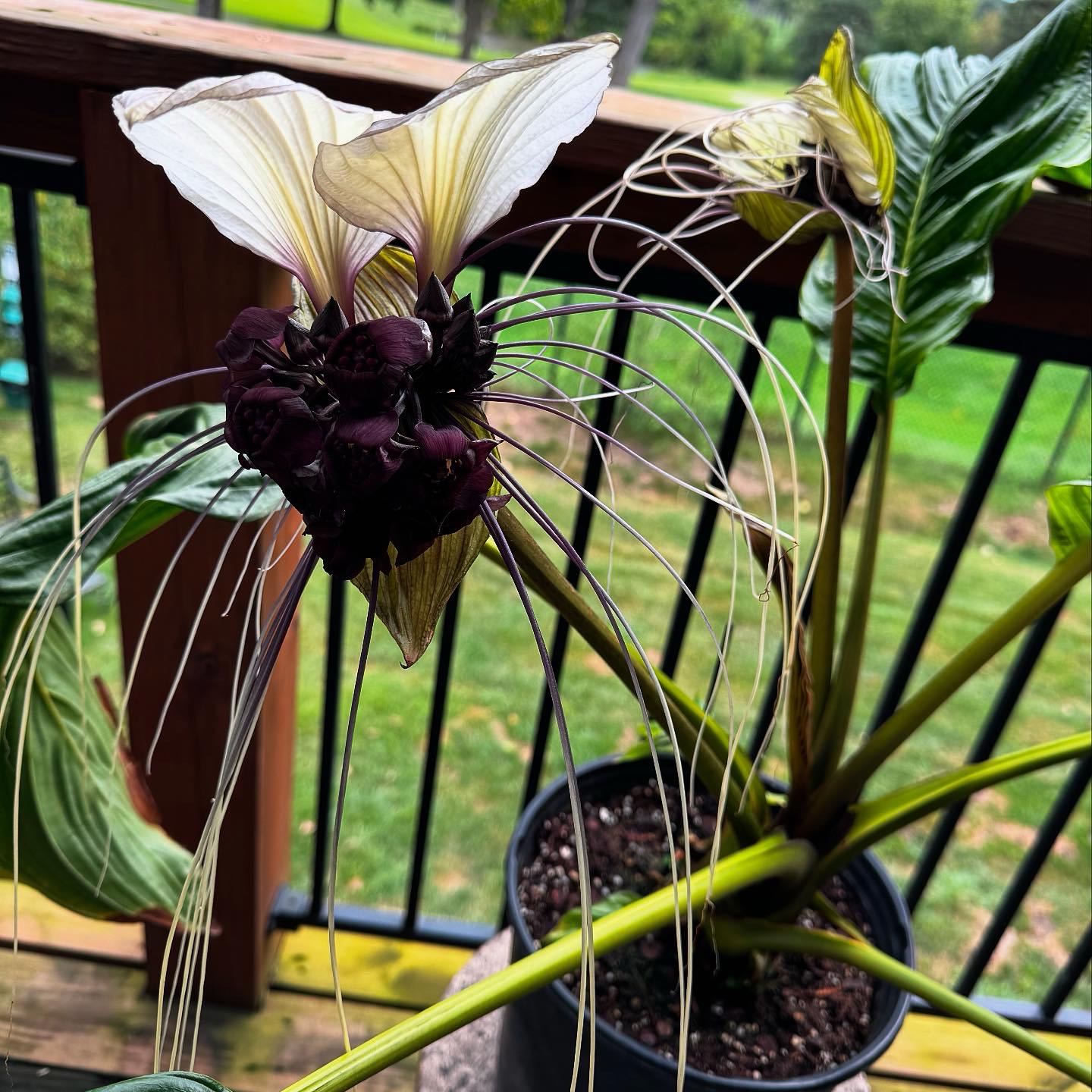 Photo of the plant species White Batflower by @UltraMugwort named da Vinci on Greg, the plant care app