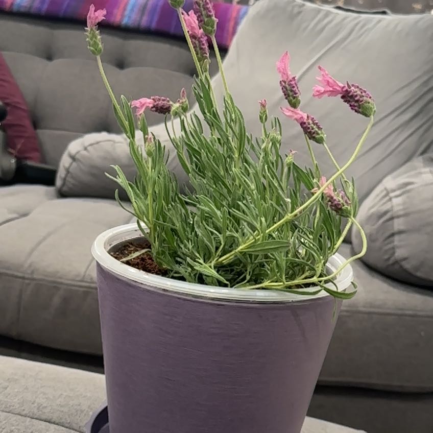 Photo of the plant species Spanish Lavendar by @ZealJubileeivy named Rosalía on Greg, the plant care app