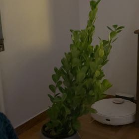 Photo of the plant species Indian Laurel by @LusciousLychee7 named Tupot amaroot on Greg, the plant care app