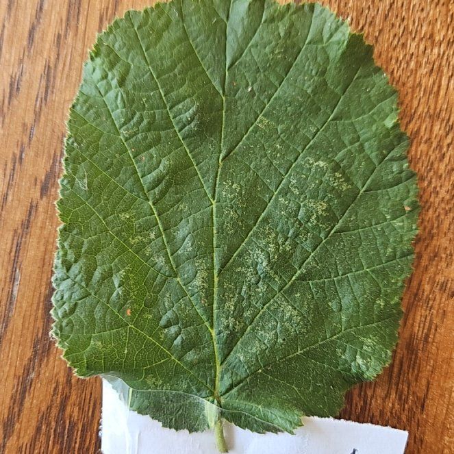 Photo of the plant species American Hazelnut by @SuaveCatpalm3 named Baesil on Greg, the plant care app