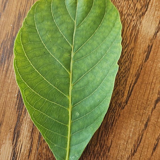 Photo of the plant species English Walnut by @SuaveCatpalm3 named Sage on Greg, the plant care app