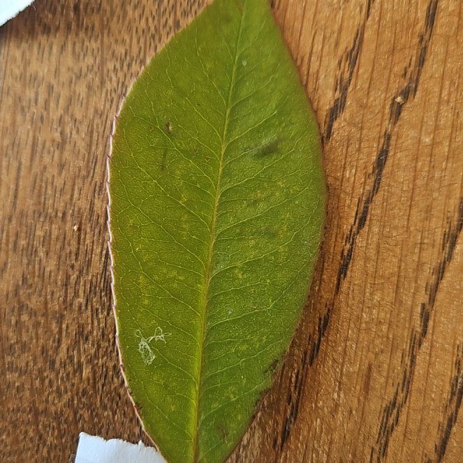 Photo of the plant species Milkflower Cotoneaster by @SuaveCatpalm3 named Pax on Greg, the plant care app