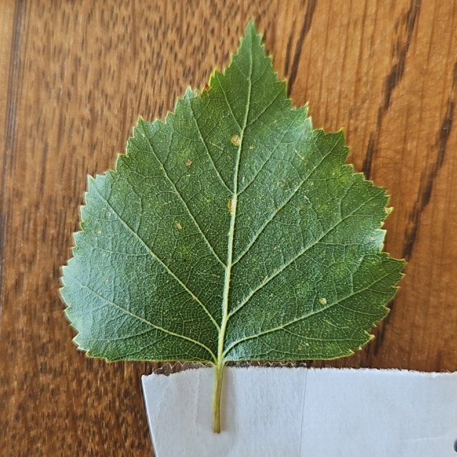 Photo of the plant species Common Birch by @SuaveCatpalm3 named Keanu Leaves on Greg, the plant care app