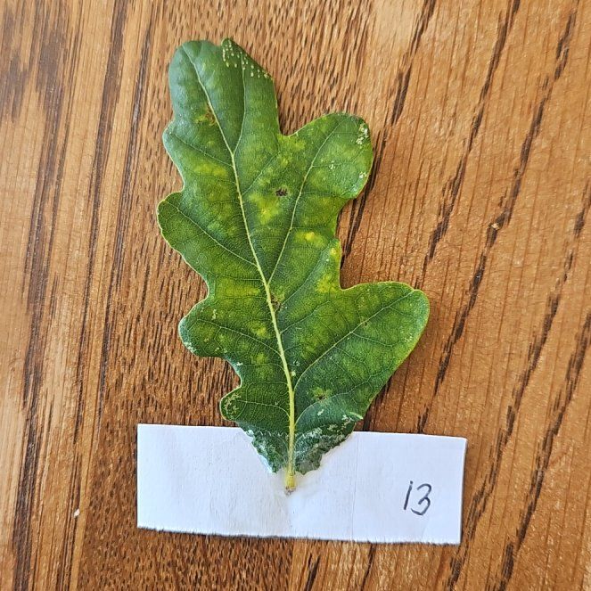 Photo of the plant species English Oak by @SuaveCatpalm3 named Delilah on Greg, the plant care app