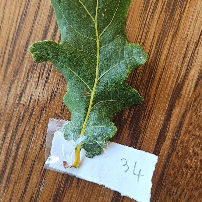 Photo of the plant species Downy Oak by @SuaveCatpalm3 named Queen on Greg, the plant care app