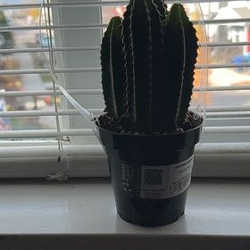 Photo of the plant species Lemaireocereus marginata by @JollySmoothrose named Naomi on Greg, the plant care app