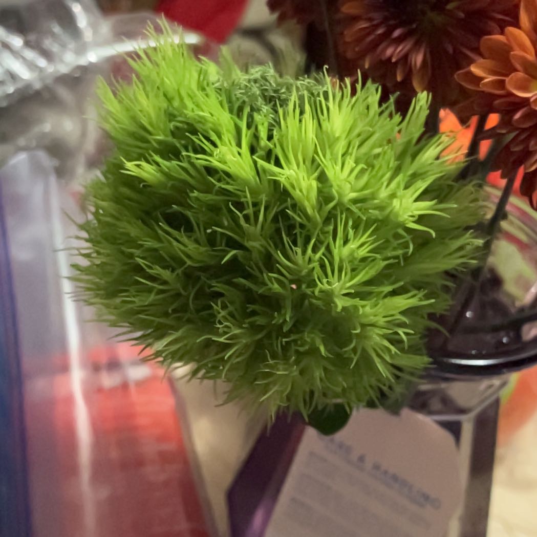Photo of the plant species Large White-Moss by @RadBluethreeawn named Marley on Greg, the plant care app