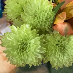 Photo of the plant species Coneflower by @RadBluethreeawn named Diana on Greg, the plant care app