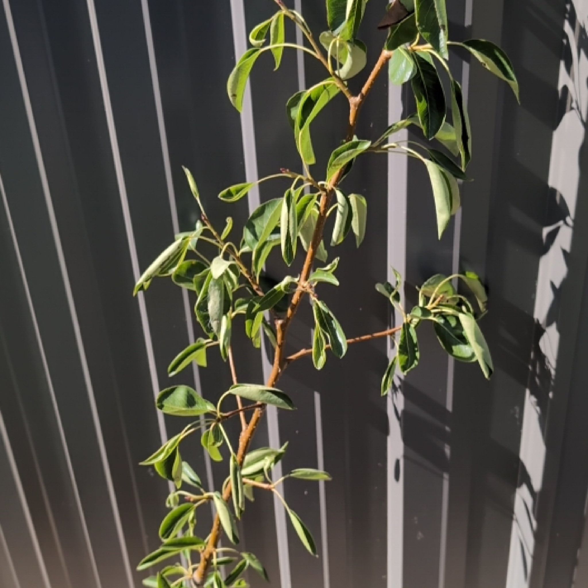 Photo of the plant species Pyrus Communis by @StylishIcarus named Kobe on Greg, the plant care app
