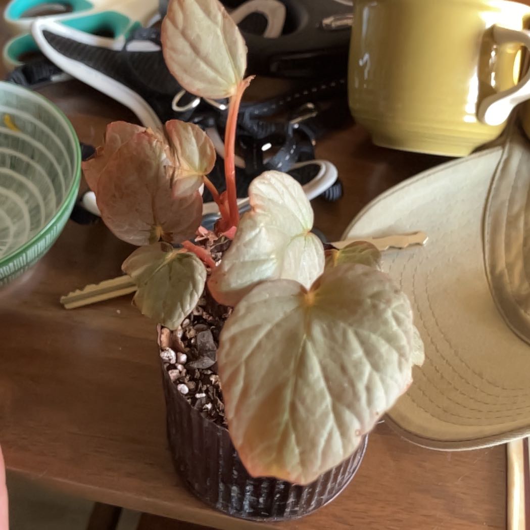 Photo of the plant species Begonia Silver Limbo by @PeakCoralbeads named Fernie Saunders on Greg, the plant care app