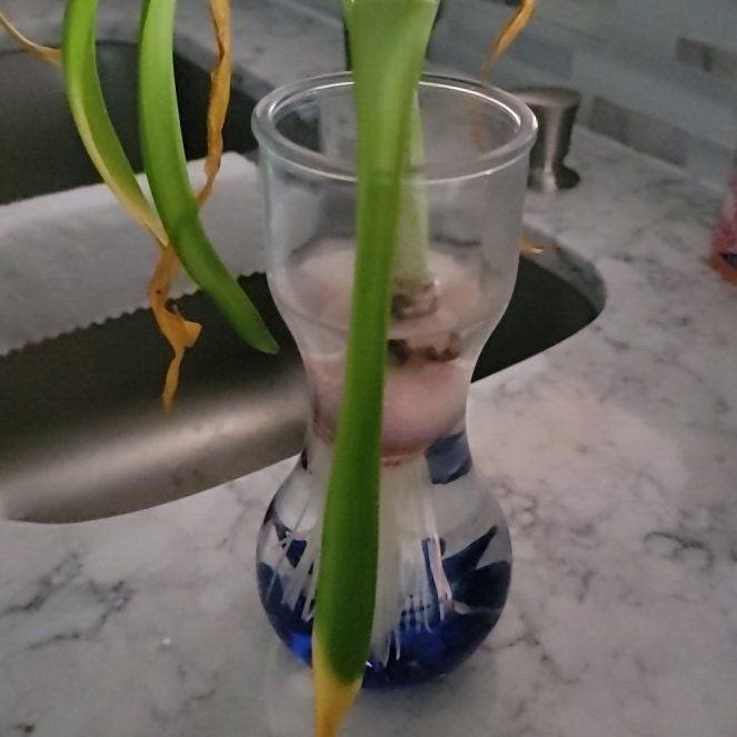 Plant care for Flaxleaf Menodora on Greg, the plant care app