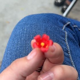 Photo of the plant species Red Morning Glory by @PetRockweed20 named Tree Diddy on Greg, the plant care app