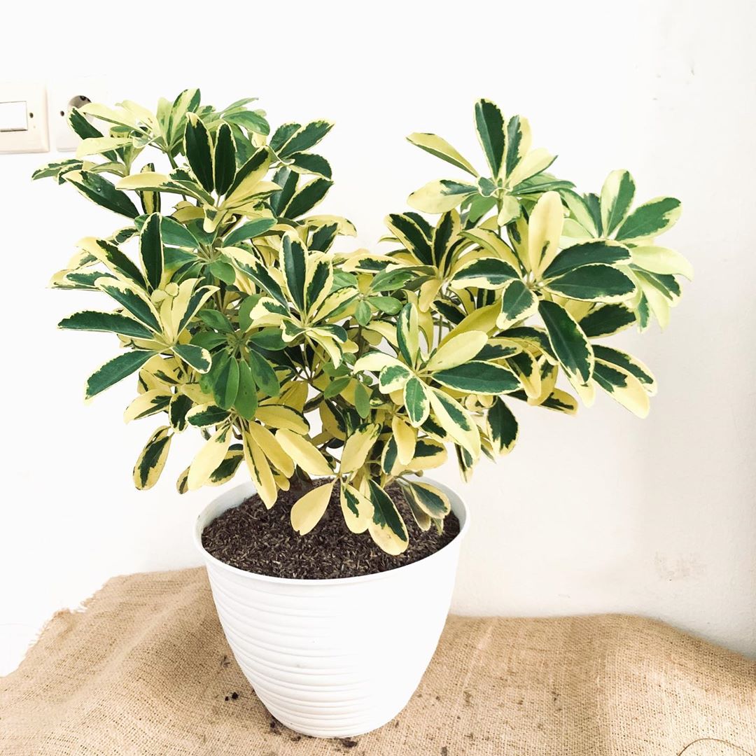 Variegated Dwarf Umbrella Tree How Much Water & Light Does it Need to