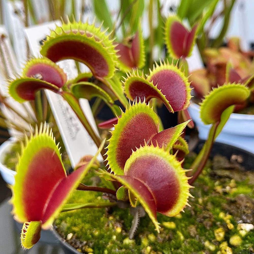 Personalized Venus Fly Trap Care: Water, Light, Nutrients | Greg App