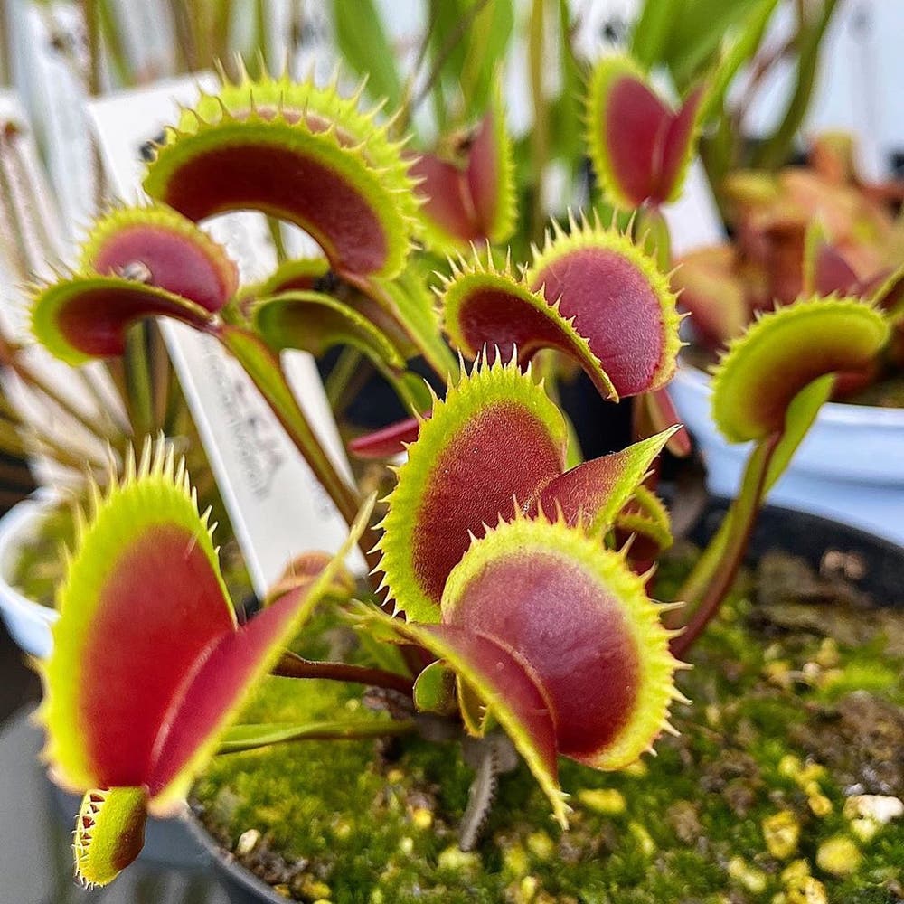 Photo of the plant species Venus Fly Trap on Greg, the plant care app