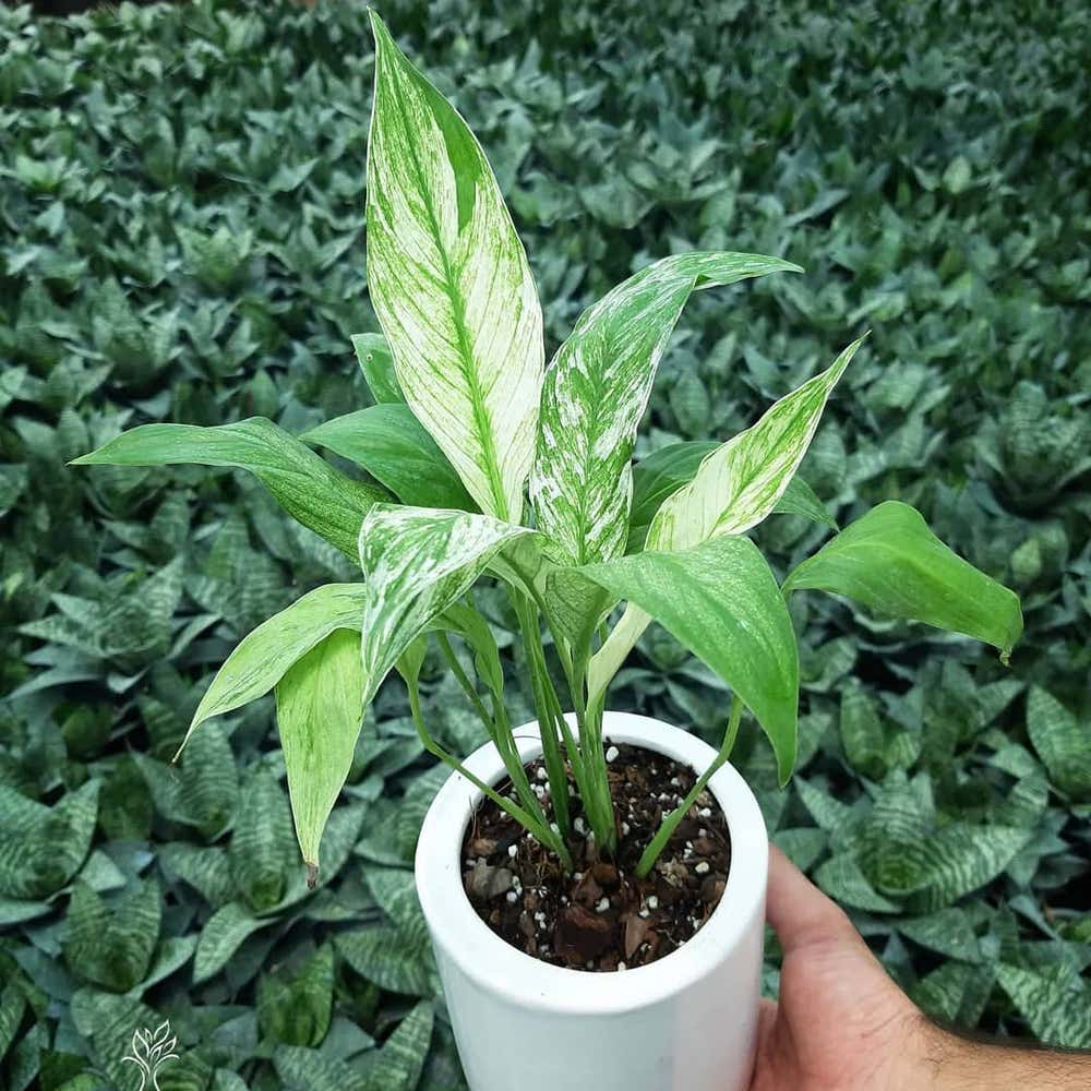 Photo of the plant species Variegated Peace Lily on Greg, the plant care app
