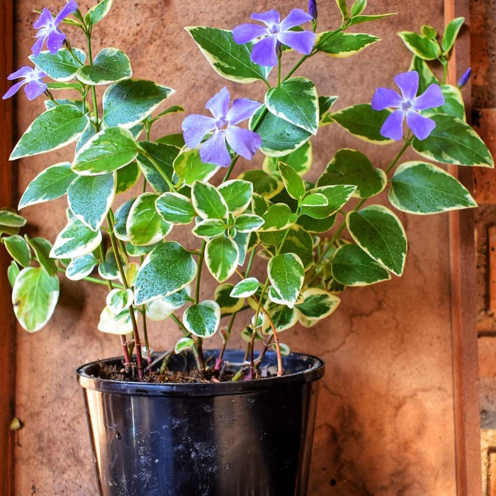 Photo of the plant species Greater Periwinkle on Greg, the plant care app