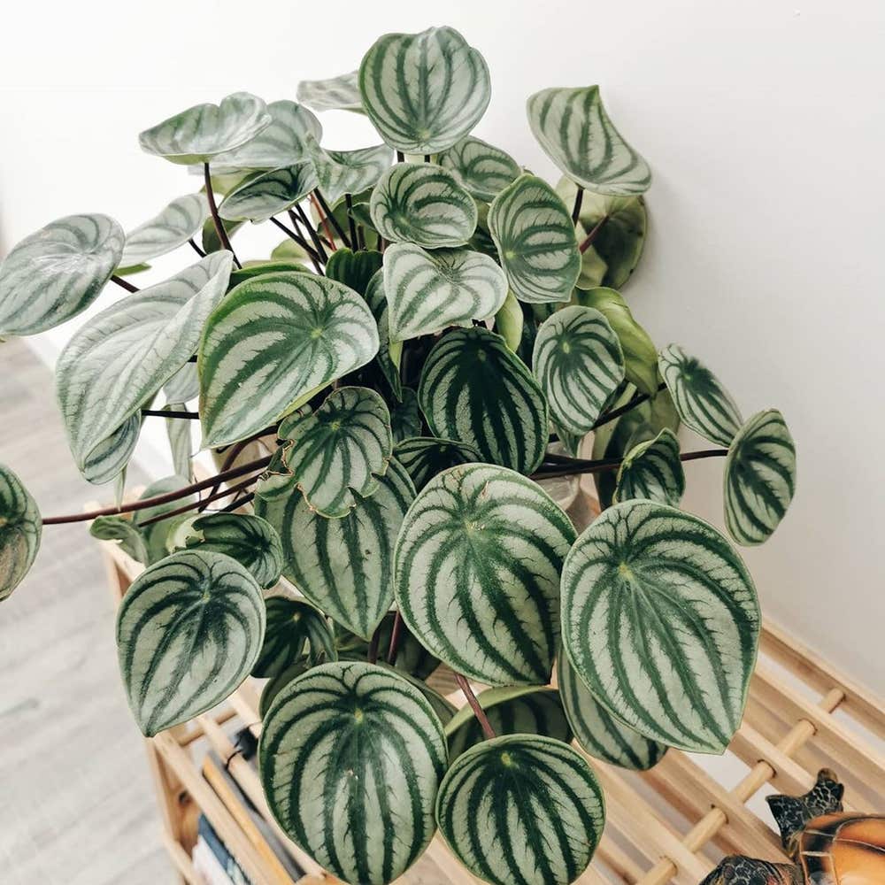 Photo of the plant species Watermelon Peperomia on Greg, the plant care app