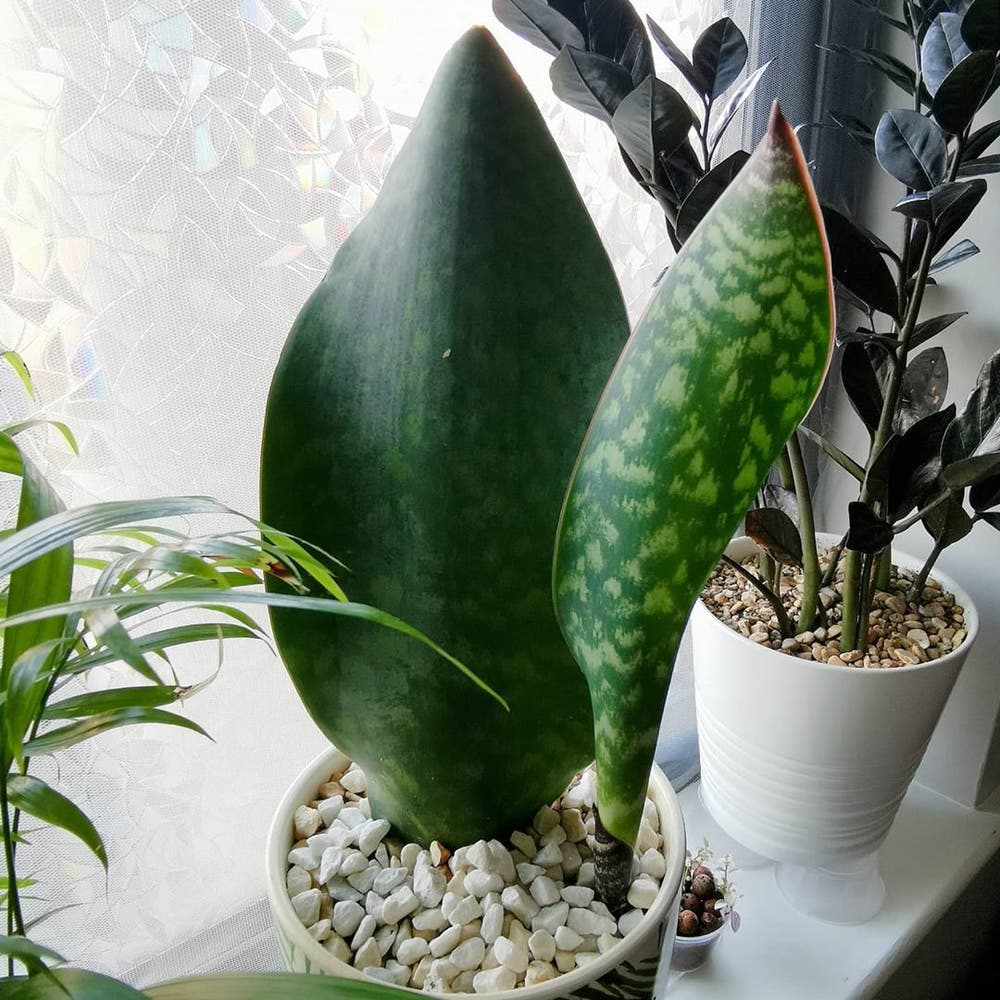 Photo of the plant species Whale Fin Snake Plant on Greg, the plant care app