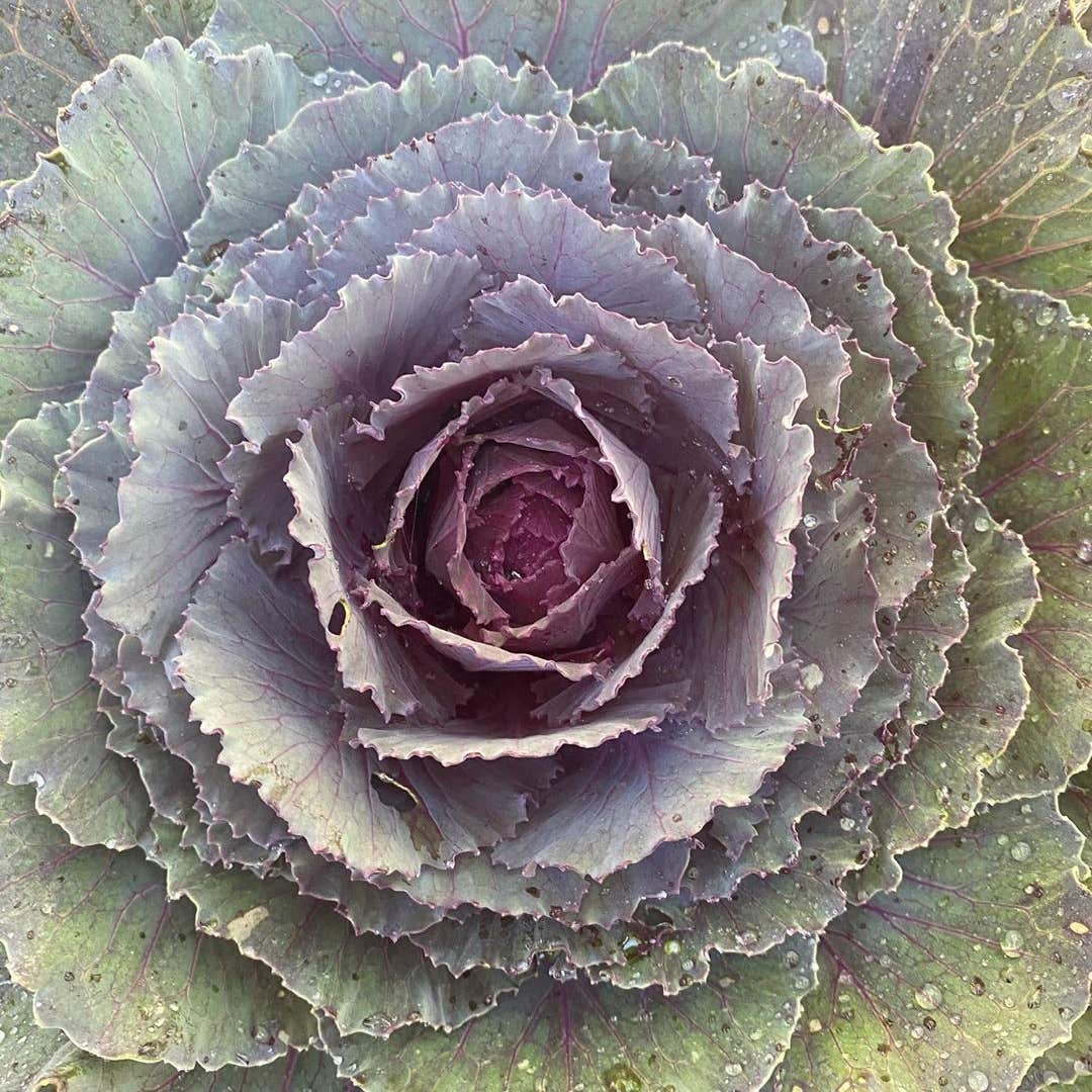 cabbage looking flower