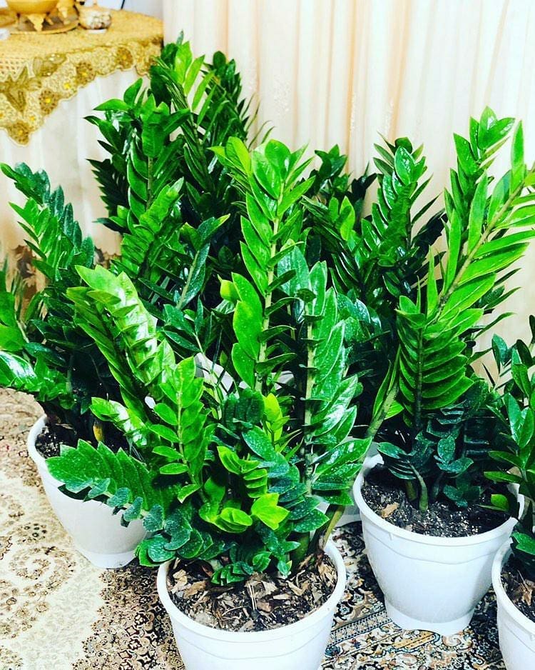 ZZ Plant Care 101 Water Light Growing Tips