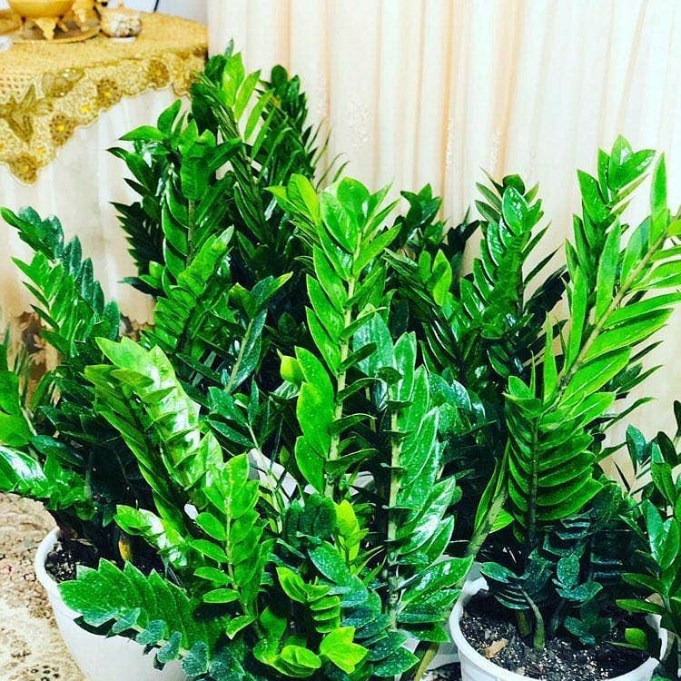 Tips for propagating zamioculcas zamiifolia (Aroid Palm), Growing ZZ Plant  indoor 