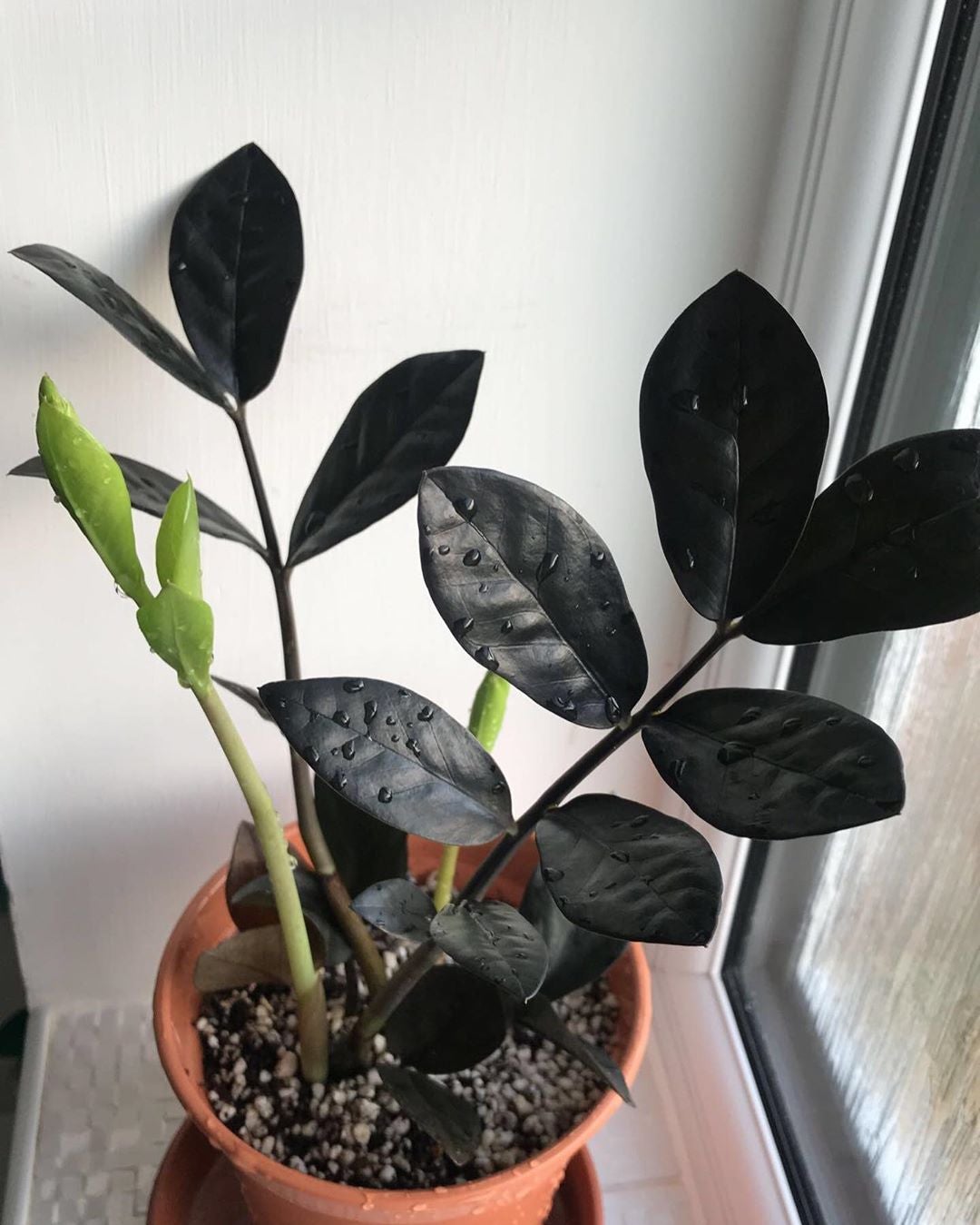 The Complete Raven ZZ Plant Plant Care Guide Water, Light & Beyond