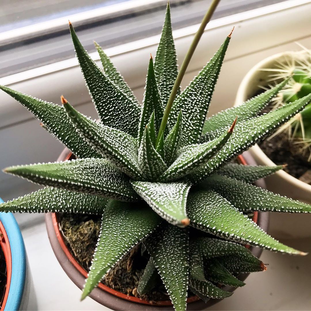 How to Care for Zebra Plant Mastering Water, Sunlight & More