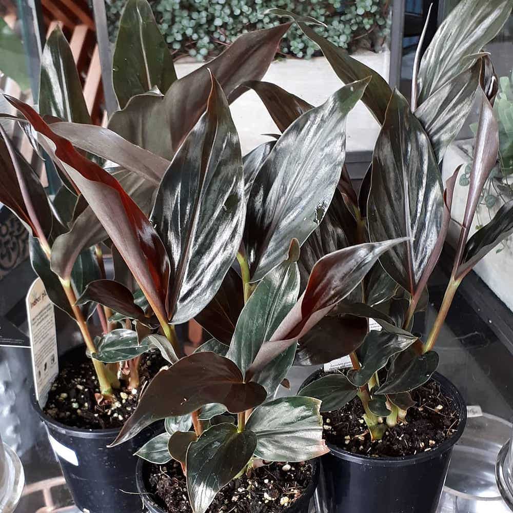 Photo of the plant species Midnight Black on Greg, the plant care app