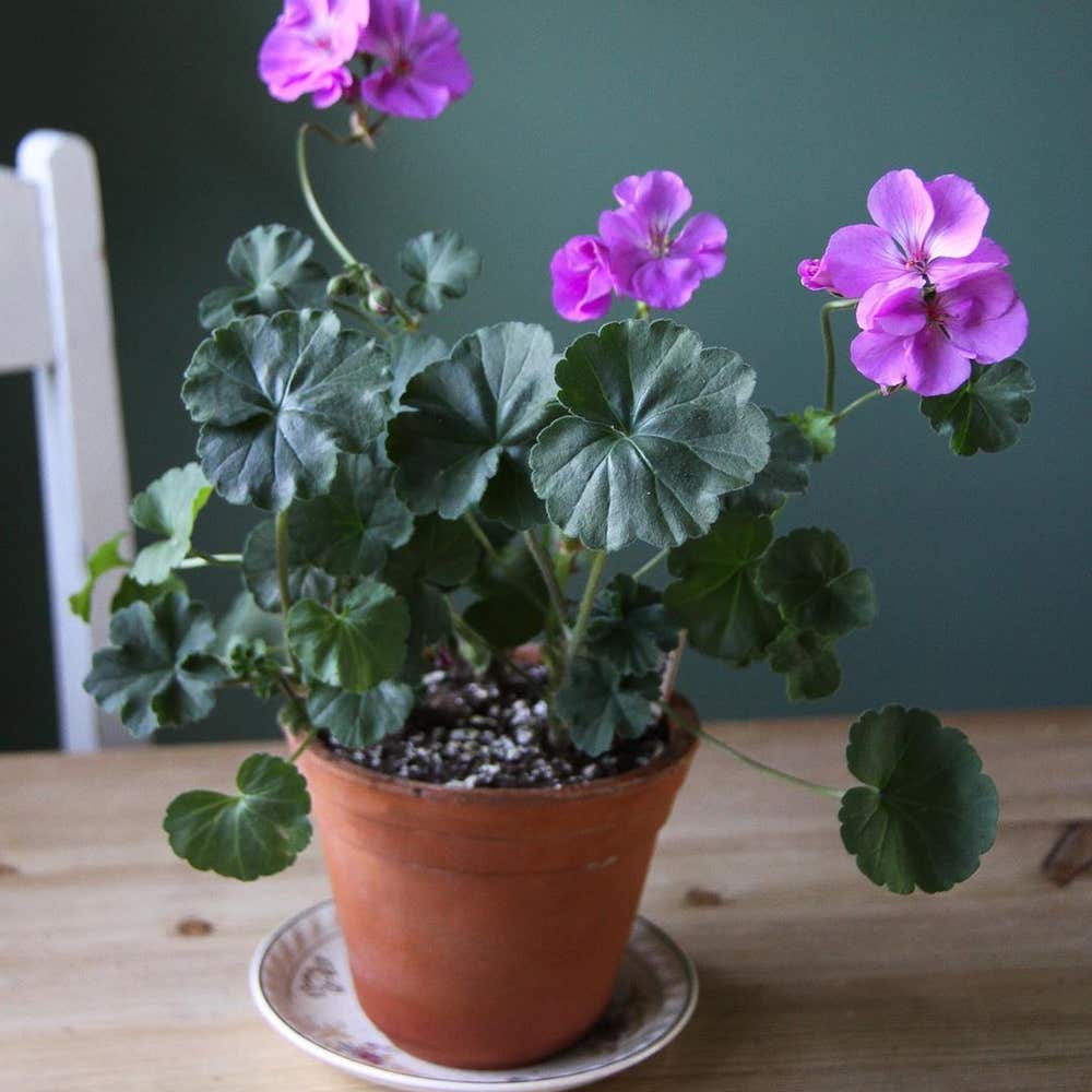 Photo of the plant species Zonale Geranium on Greg, the plant care app