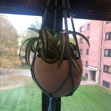 Spider Plant plant photo by @franny named Spider-Man on Greg, the plant care app.