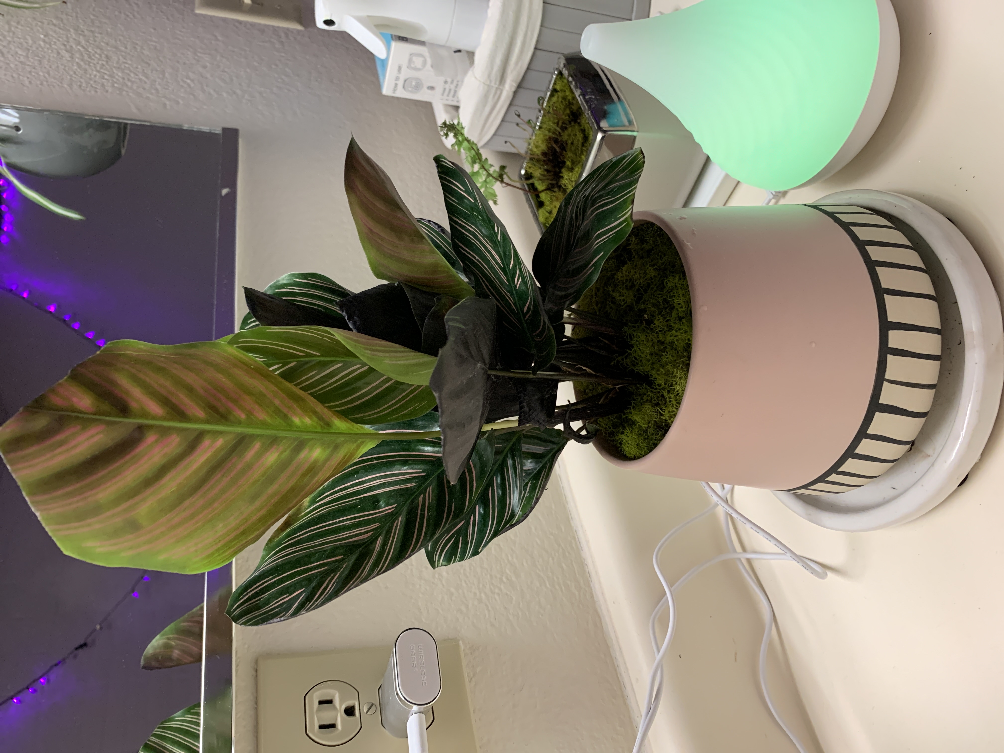 Pinstripe Calathea in a pot with some browning leaves, well-framed and centered.