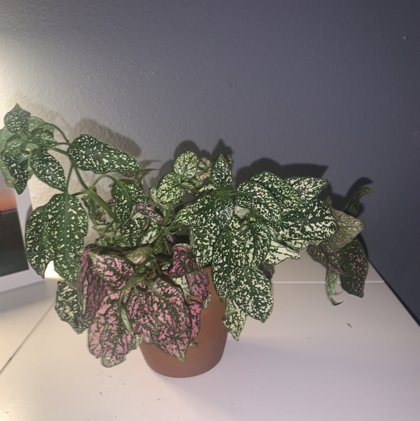 Thriving polka dot plant with green leaves heavily speckled with pink and white spots in a terra cotta pot, no signs of discoloration or disease.
