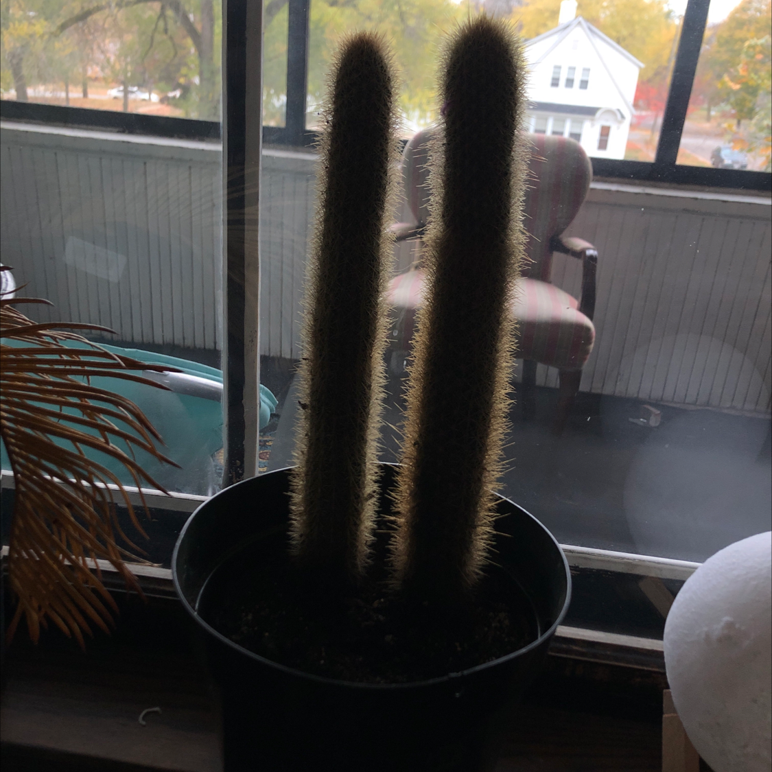 Potted Golden Torch cactus with two tall stems near a window.