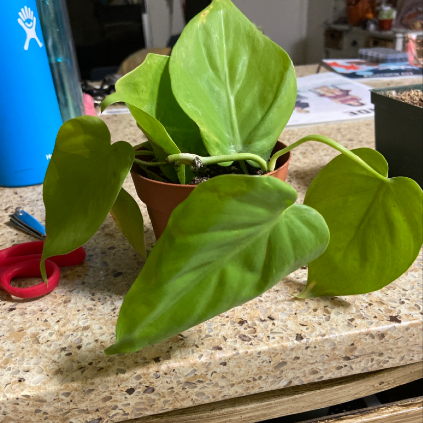 Philodendron Lemon Lime plant in a small pot with vibrant green leaves.