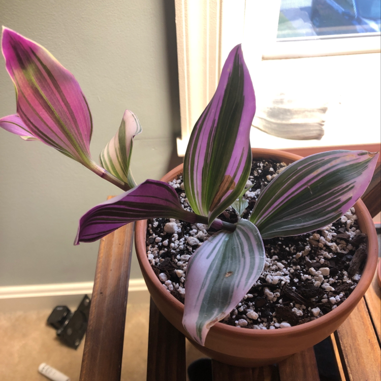 Vibrant burgundy and green Ti plant in terracotta pot filled with pebbles, sitting on wooden window sill.