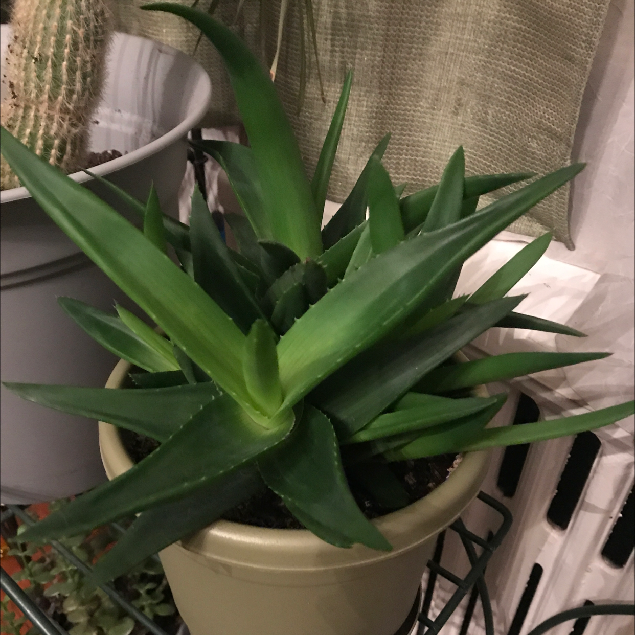 Healthy Climbing Aloe plant in a pot with green leaves, well-framed and centered.