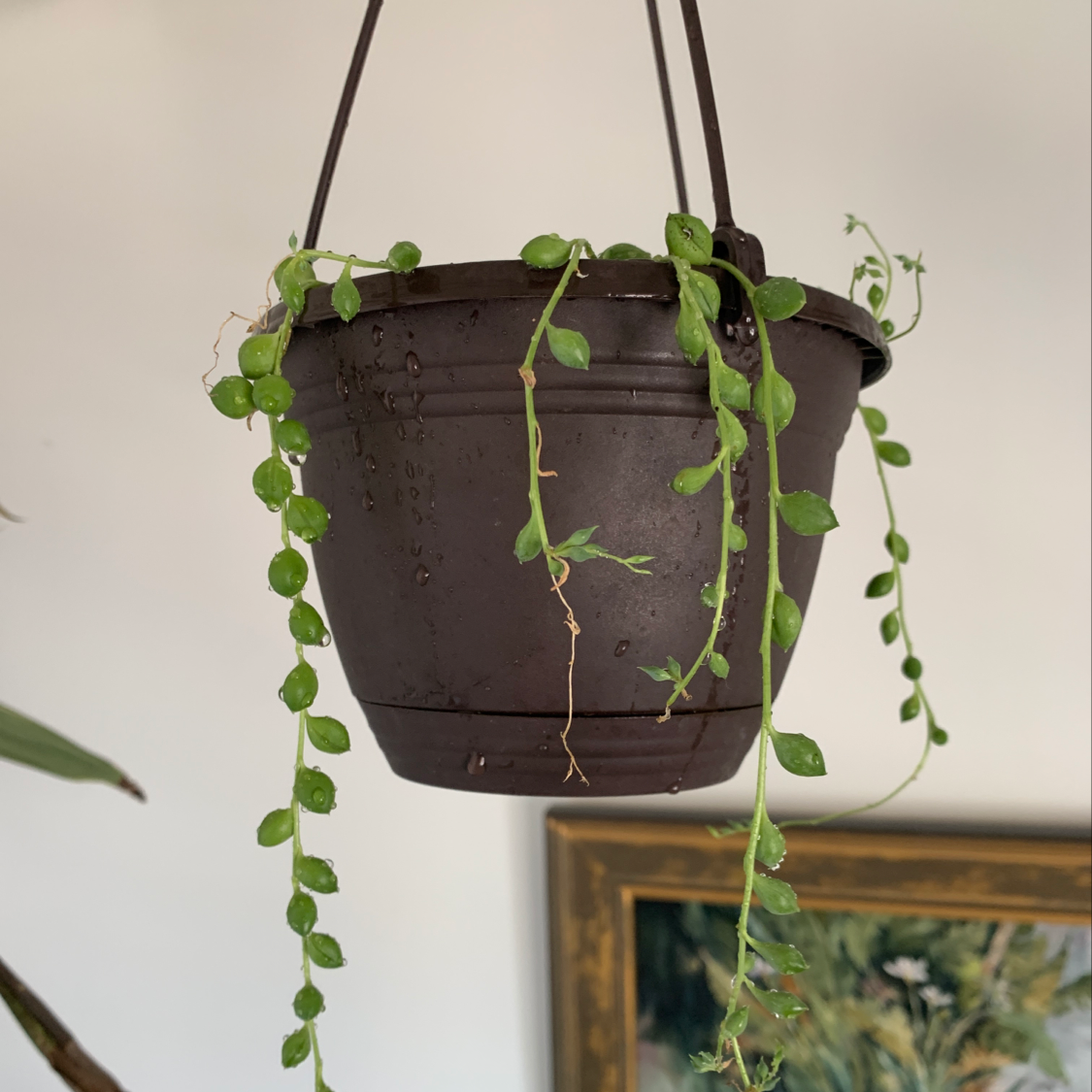 Hanging pot with a healthy String of Pearls plant.