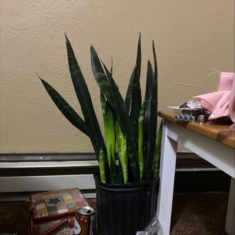 Snake Plant plant photo by @skylercelisse named Ginsburg on Greg, the plant care app.
