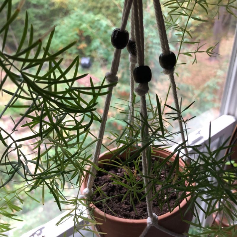 A healthy Asparagus Fern in a terracotta pot, with thin green leaves and black berries, thriving in bright indirect light near a window.