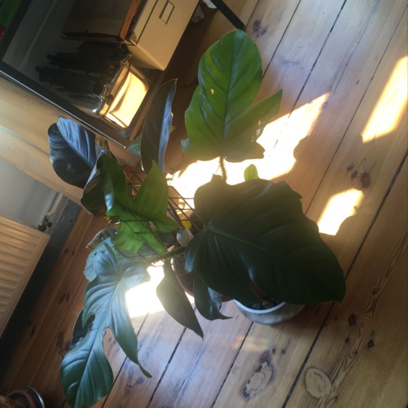 Healthy Monstera deliciosa plant with shiny green split leaves, grown indoors in a black plastic pot, held by a hand.