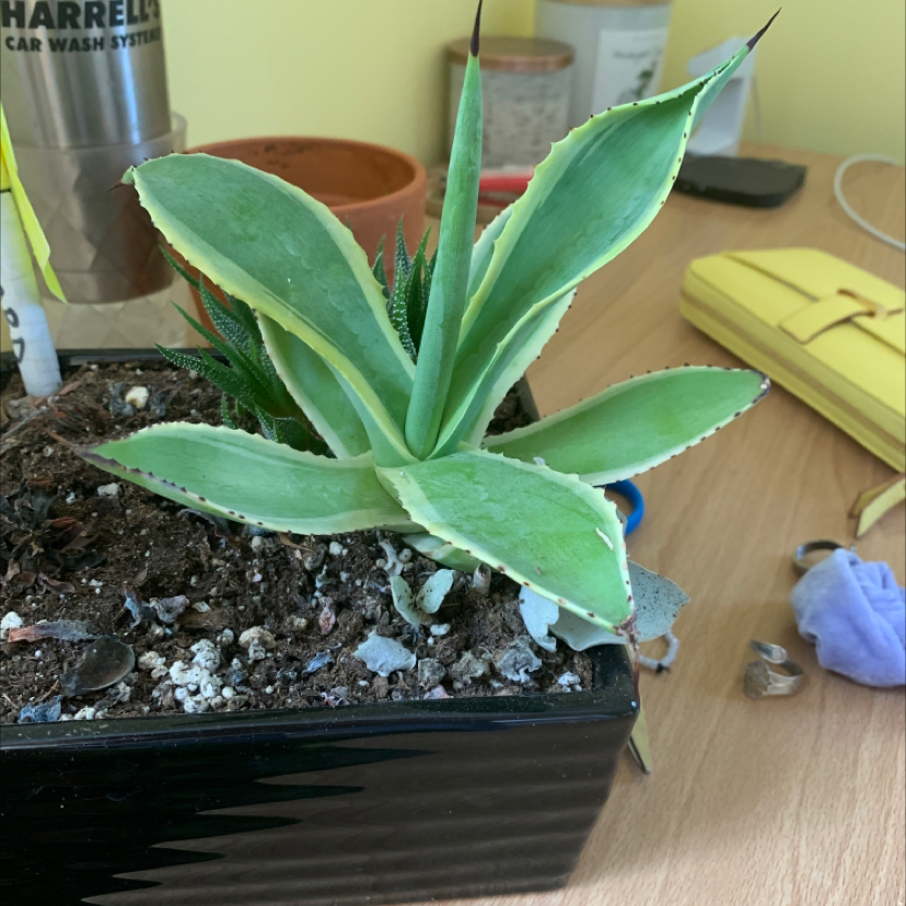 Healthy young century plant succulent with spiky curved leaves growing in a black pot with rocky soil.