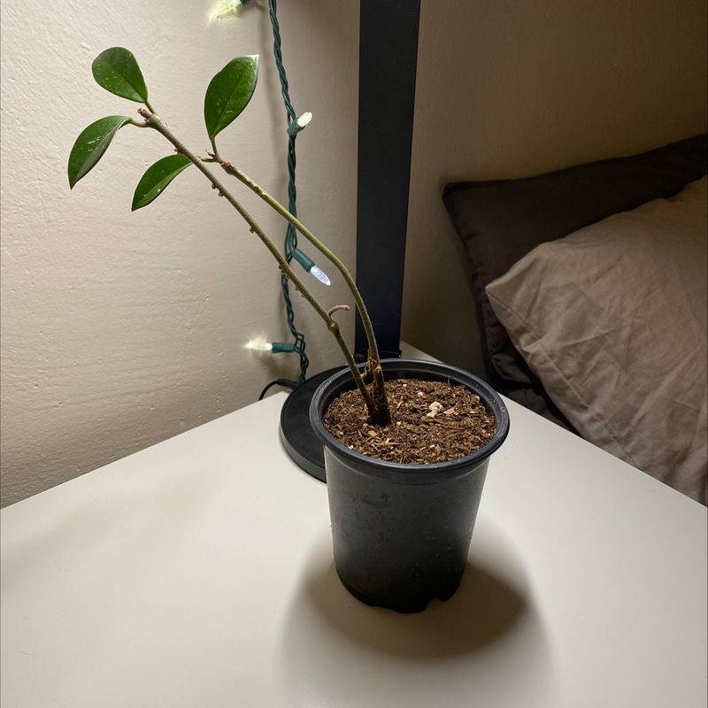Healthy waxplant with thick, dark green leaves in a black plastic pot, well-framed image with no visible issues.