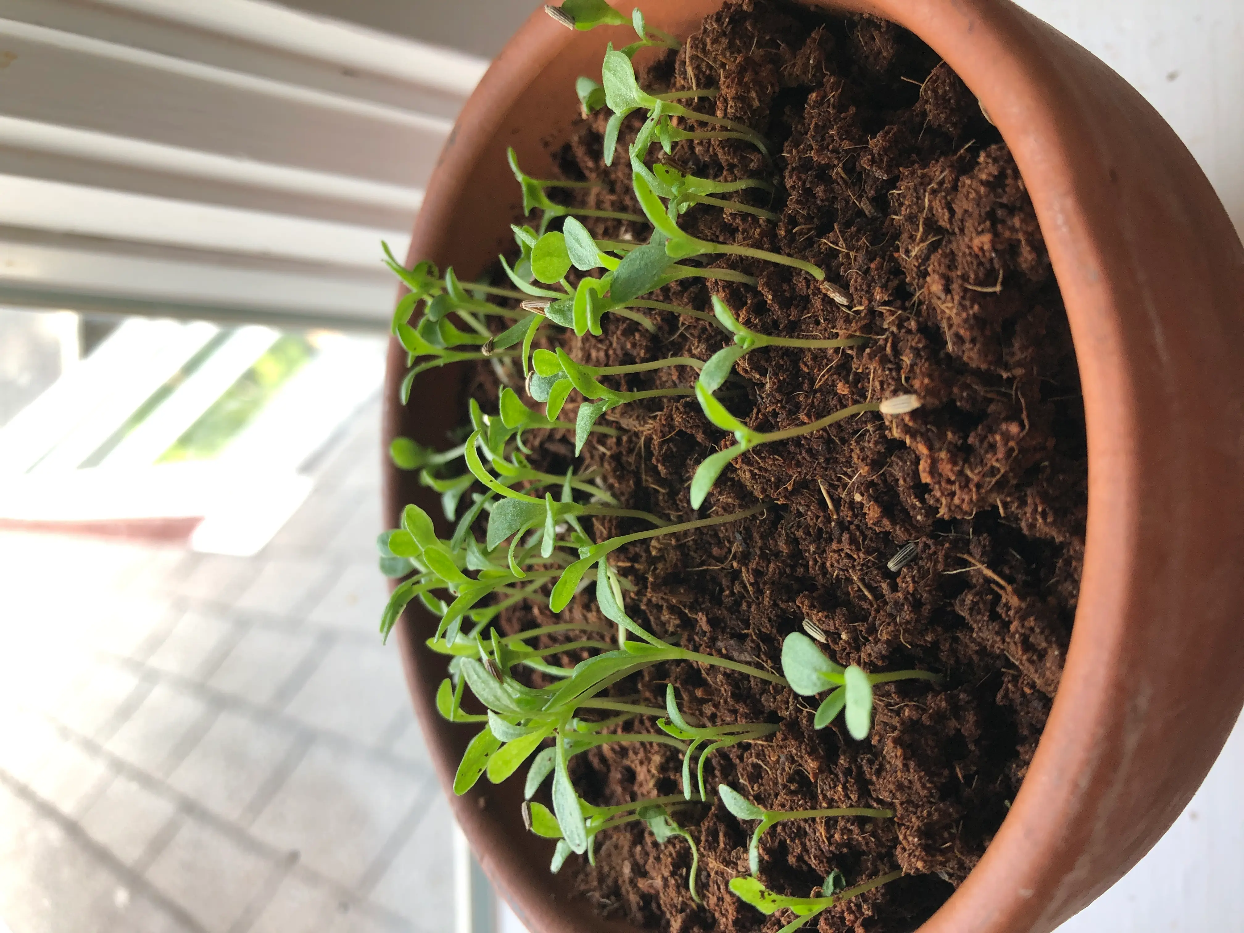 Potted Common Purslane seedlings in brown soil, well-lit by natural light.