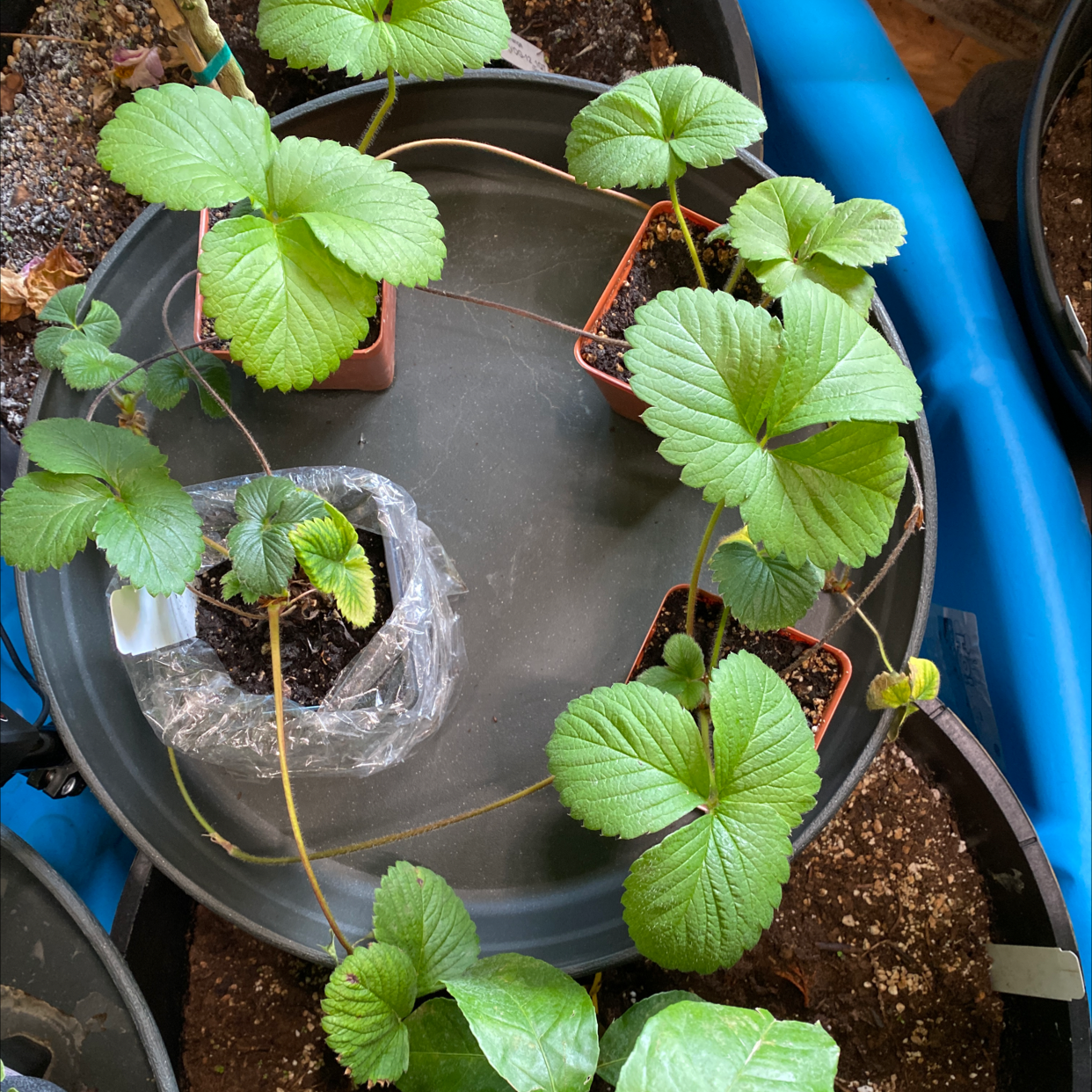 🍓 Best Potting Soil Mix for Strawberry