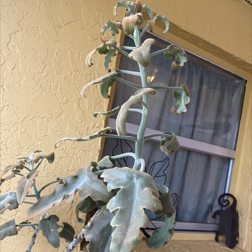 Felt Bush plant with browning and curling leaves near a window.