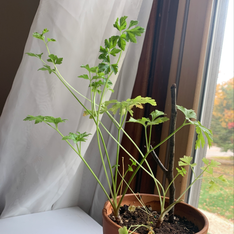 Potted Italian Parsley plant with some yellowing and browning leaves, visible soil, and well-framed.