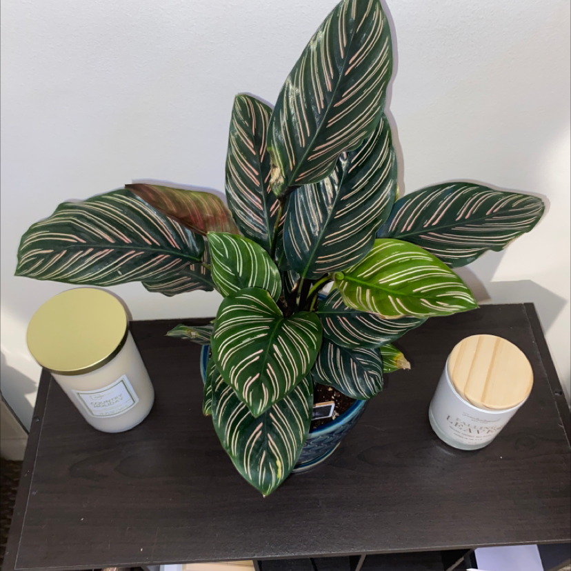 Pinstripe Calathea plant in a pot on a dark surface, flanked by two candles.